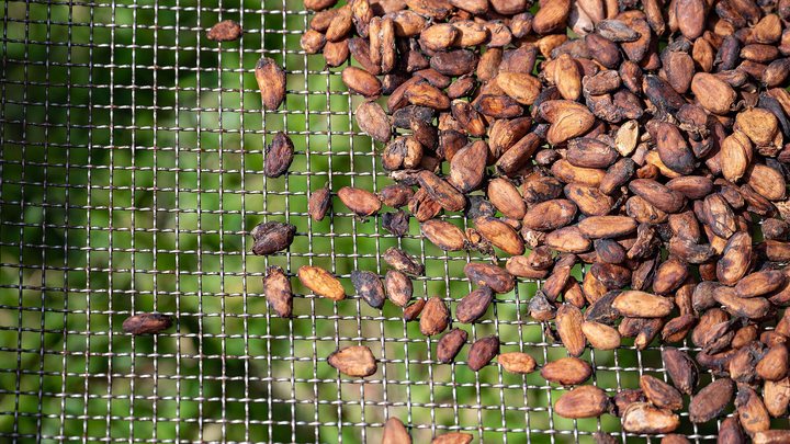 Fèves de cacao séchées sur une claie grillagée