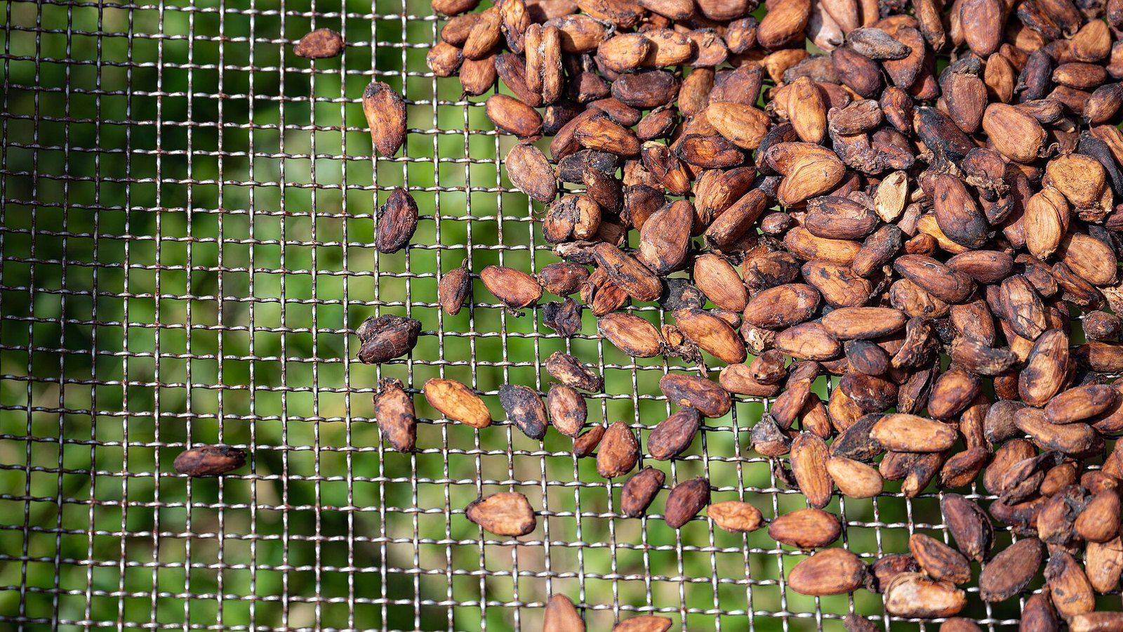 Fèves de cacao séchées sur une claie grillagée